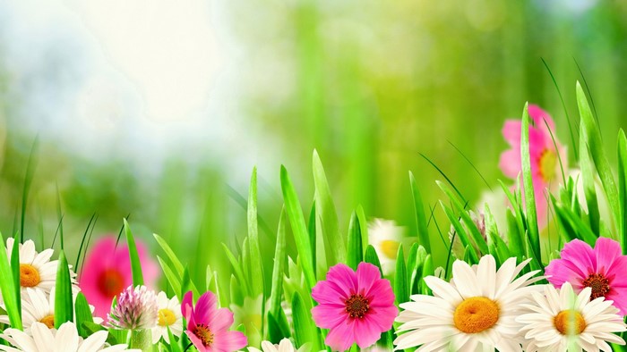 Spring Meadow with Flowers and Grass