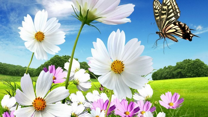 Spring Meadow with Flowers and Butterfly