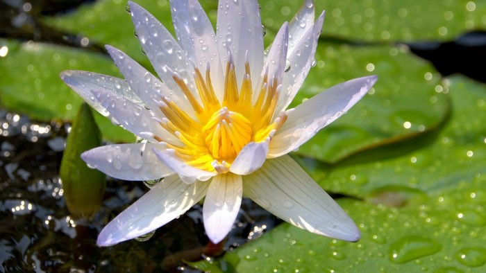 White and yellow water lily with water droplets
