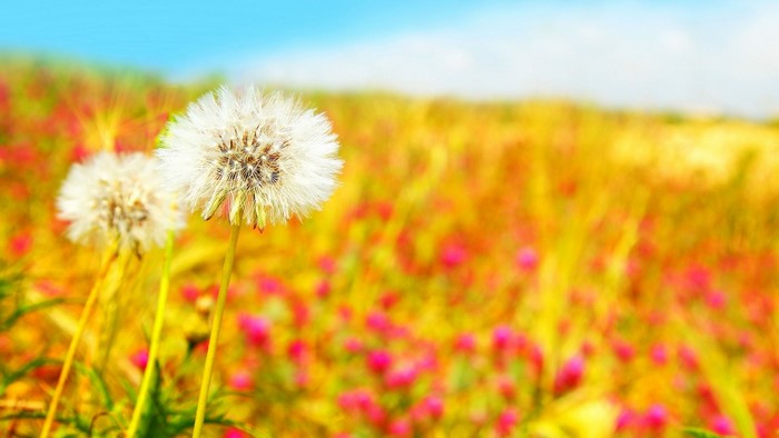 Spring Dandelions in a Field