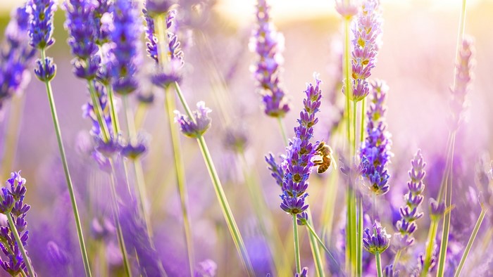 Lavender field with a bee