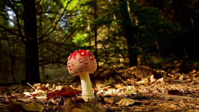 Amanita muscaria mushroom in a forest