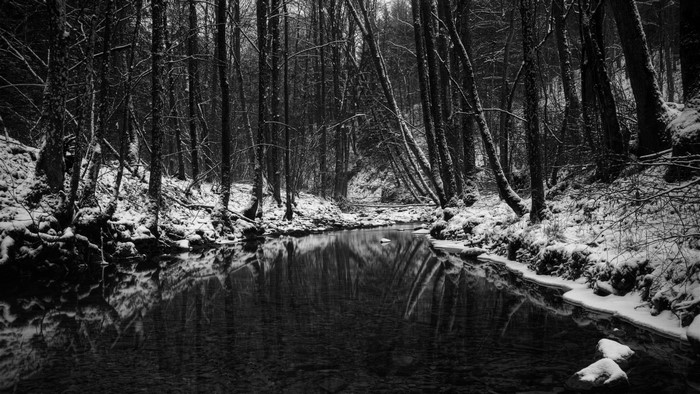Winter Stream in Monochrome Forest