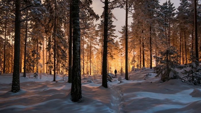 Person walking through a snowy forest at sunset