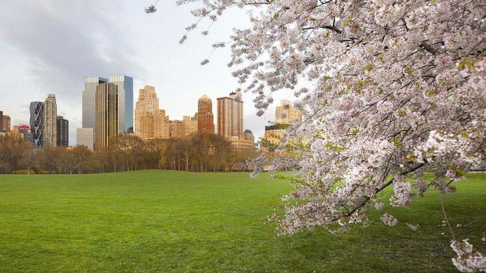 Cherry blossoms in Central Park with New York City skyline