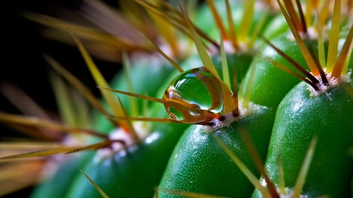 Close-up of a cactus with a water droplet