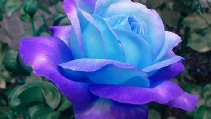 Blue and purple rose
