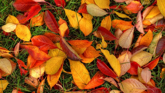 Autumn Leaves on Green Grass