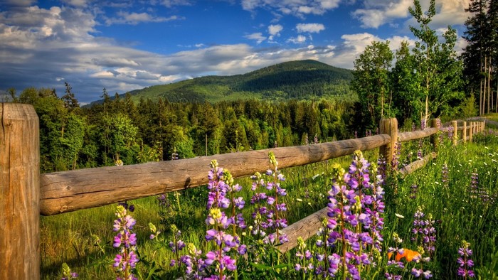 Mountain landscape with wooden fence and wildflowers