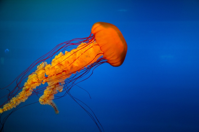 Orange jellyfish with red tentacles underwater