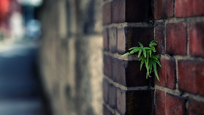 Green plant growing from a brick wall