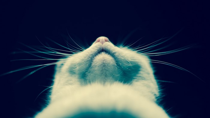 Close-up of a white cat's face and whiskers