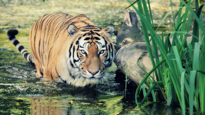 Tiger in water with reeds and log