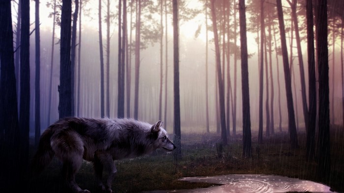 Wolf in a misty forest during rain