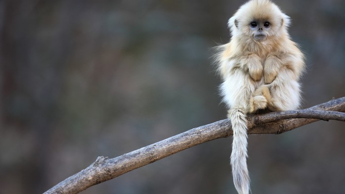 Golden Snub-nosed Monkey sitting on a branch