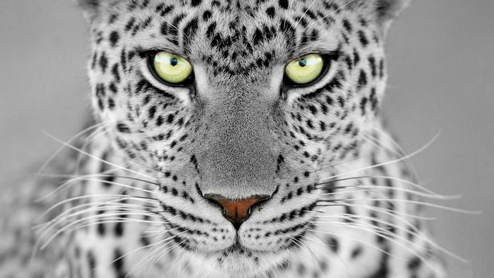 Leopard with selective color eyes