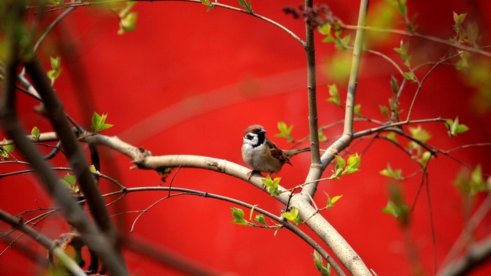 Sparrow on a branch with red background