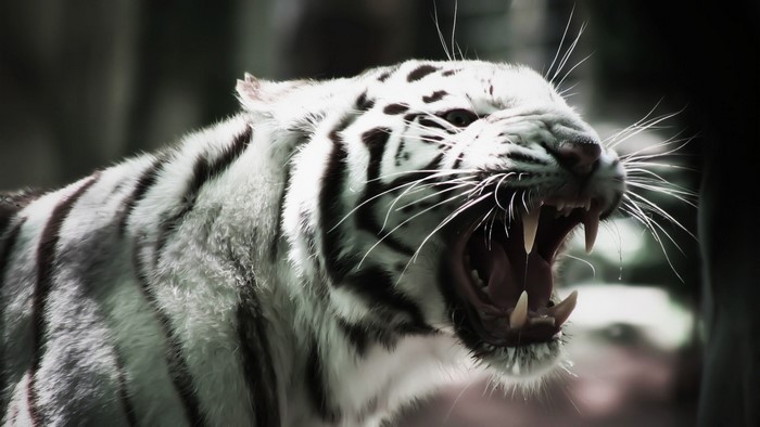 White Tiger Growling with Open Mouth