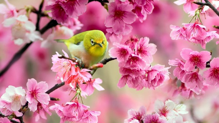 Tiny green bird on a branch with pink cherry blossoms