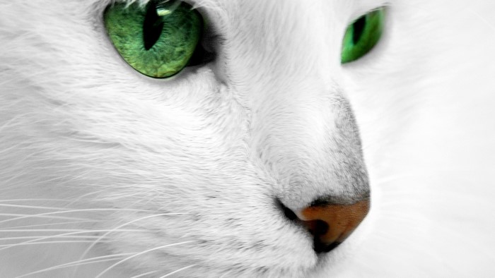 Close-up of a white cat with green eyes