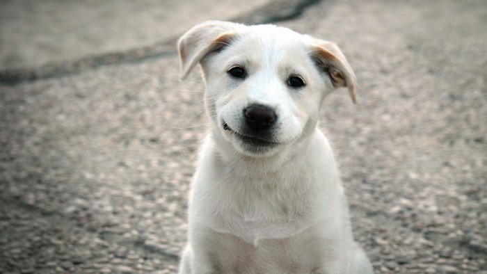 White puppy with a smirk