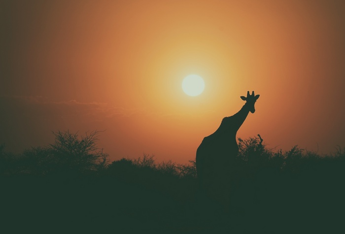 Silhouette of a Giraffe at Sunset 4K