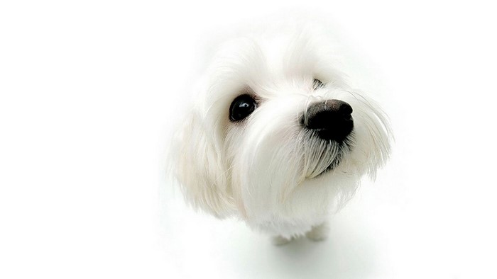 Close-up of a white Maltese dog