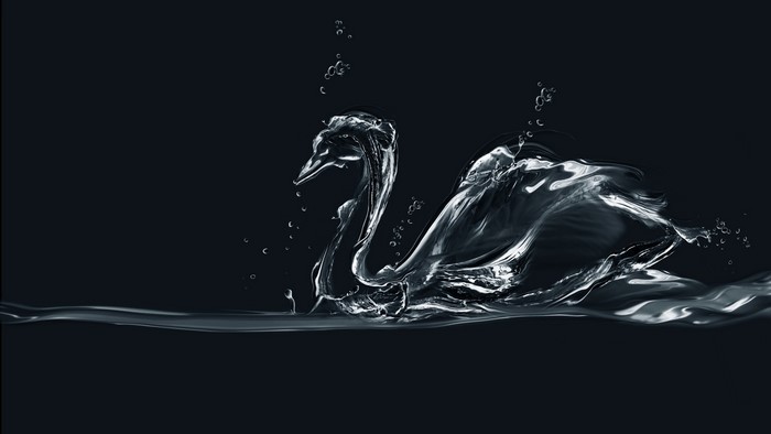 Water Swan on Dark Background