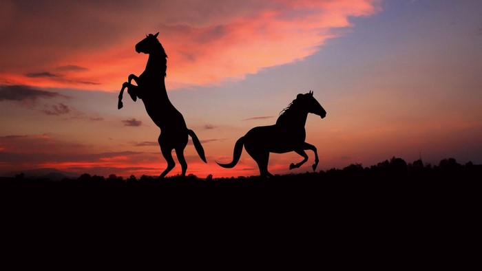Silhouettes of horses at sunset