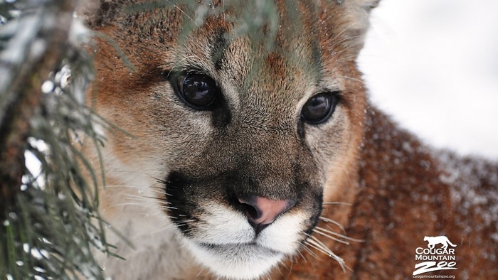 Cougar Mountain Zoo cougar in snow
