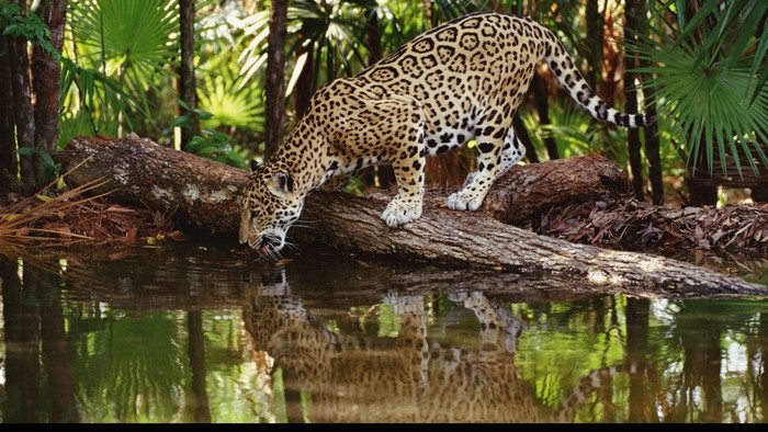 Jaguar drinking water from a log in a jungle