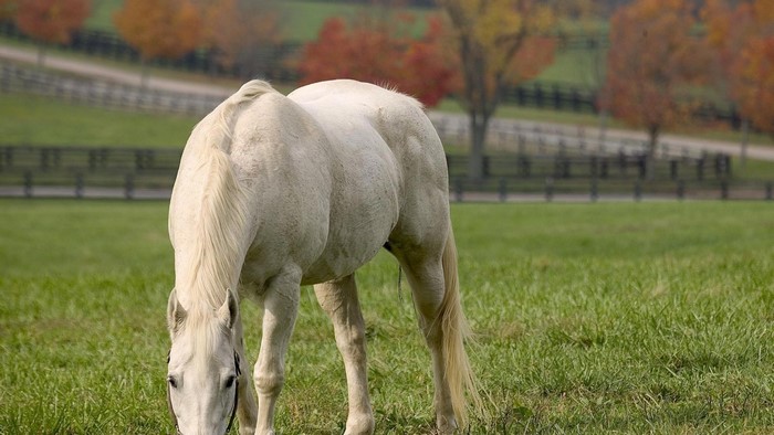 White horse grazing in a field during autumn