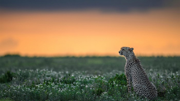 Cheetah sitting in a field at sunset