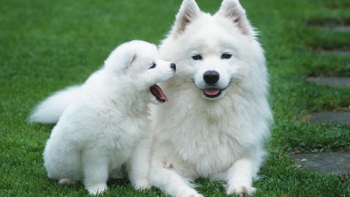 Samoyed Dog and Puppy on Grass