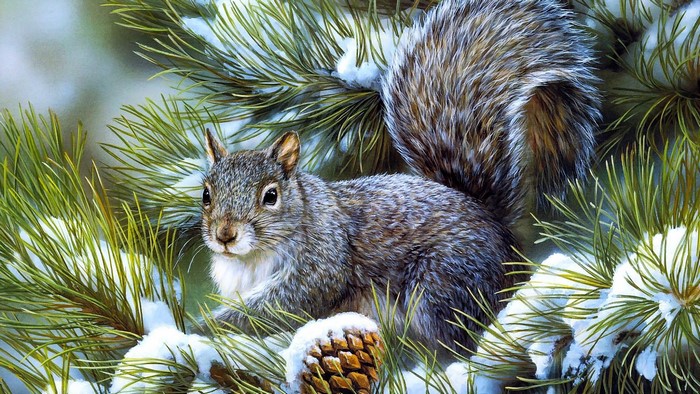 Squirrel on a snowy pine tree branch