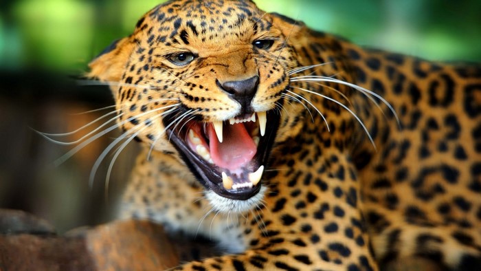 Leopard with mouth open showing teeth