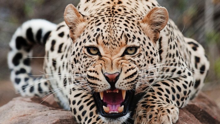 Angry Leopard Close Up
