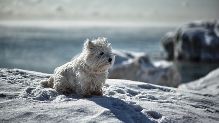 West Highland White Terrier in Snow by the Water