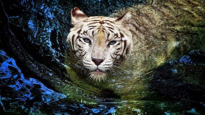 White Tiger Swimming in Water