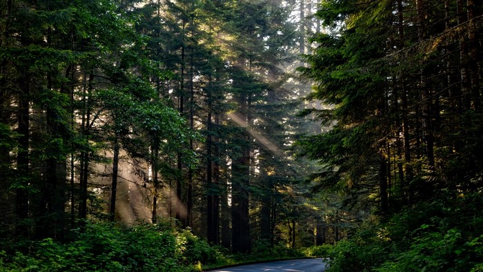 Sunlight beams through a dense forest onto a road
