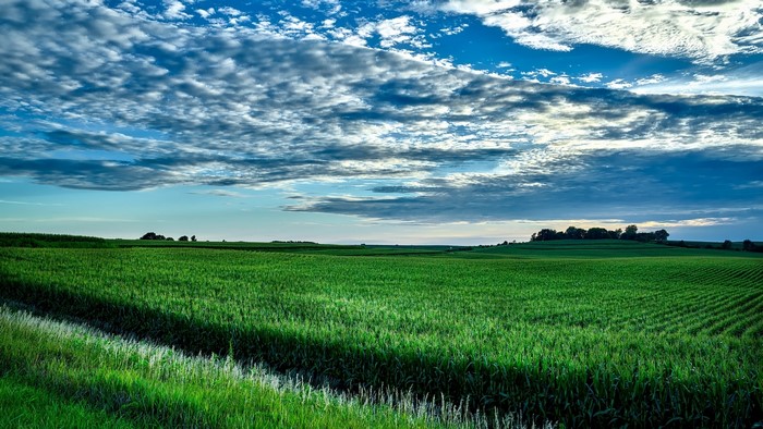 Cornfield under a cloudy sky