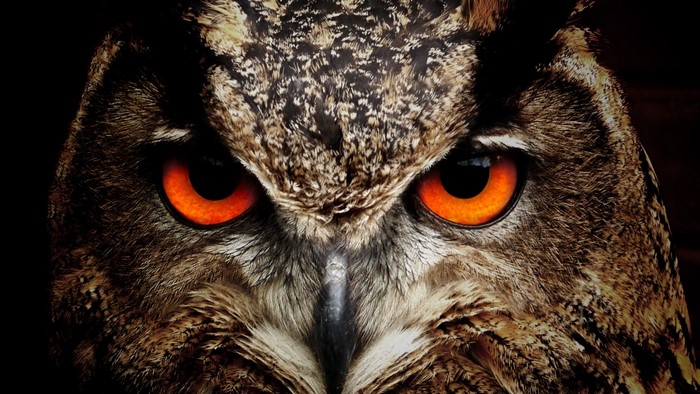 Close-up of an owl's face