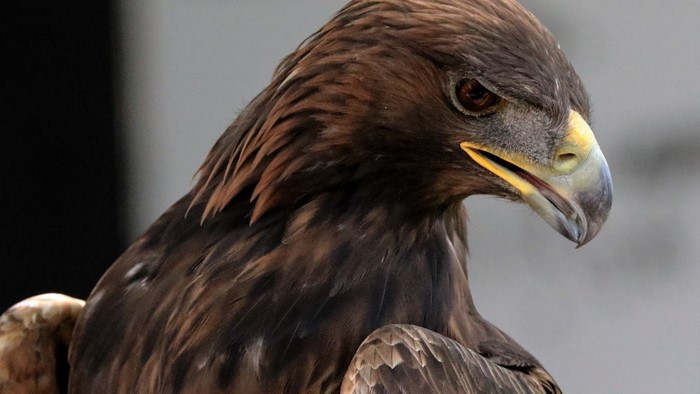 Golden Eagle