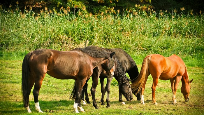 Four Horses Grazing in a Field