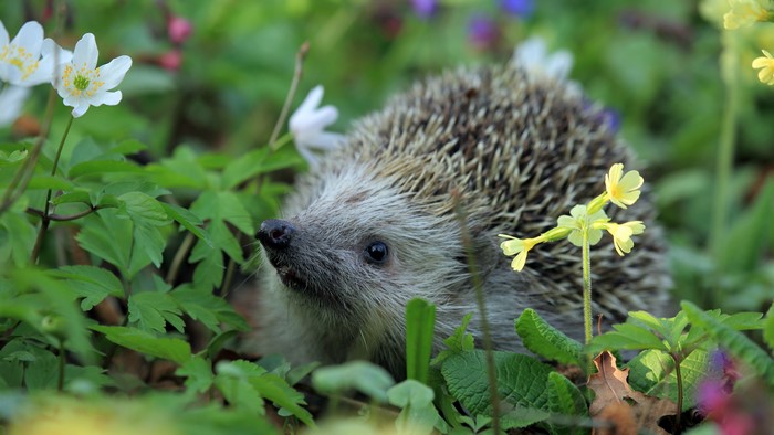 4K Hedgehog in Flowers