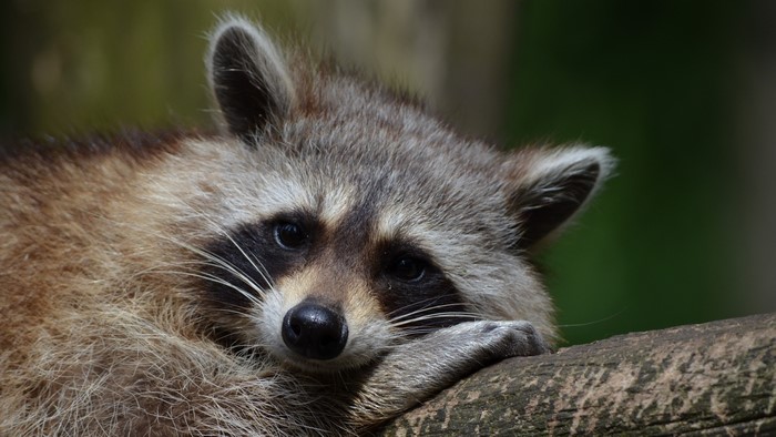 4K Raccoon Resting on a Branch
