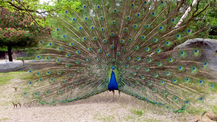 4K Peacock Displaying Feathers