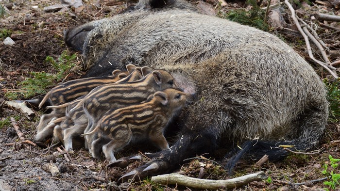 Wild boar mother with piglets