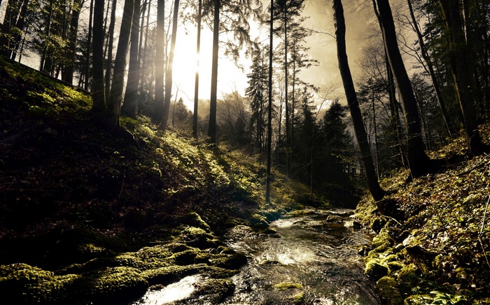 Sunlight filtering through trees onto a forest stream