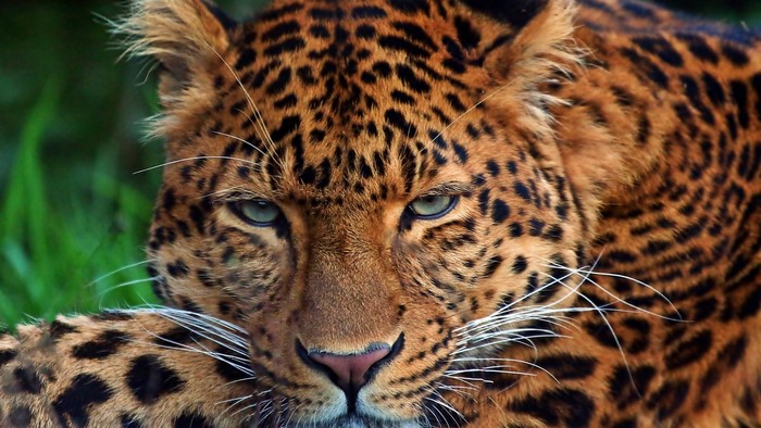 Leopard close-up portrait
